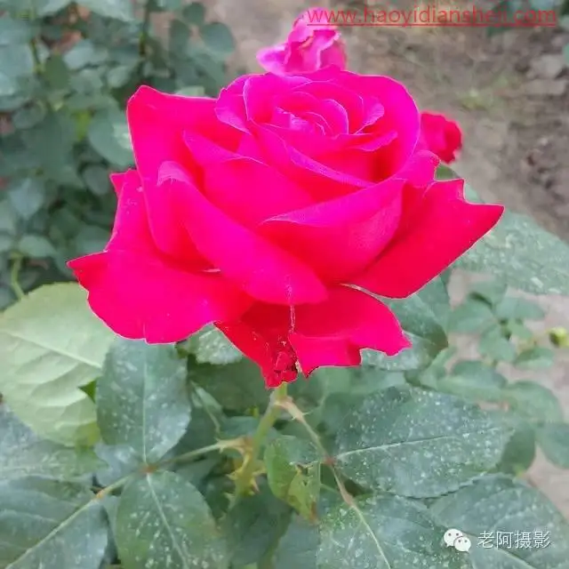 工具运用，用PS给颜色溢出严重的红色月季花校正颜色_www.haoyidiansheji.com