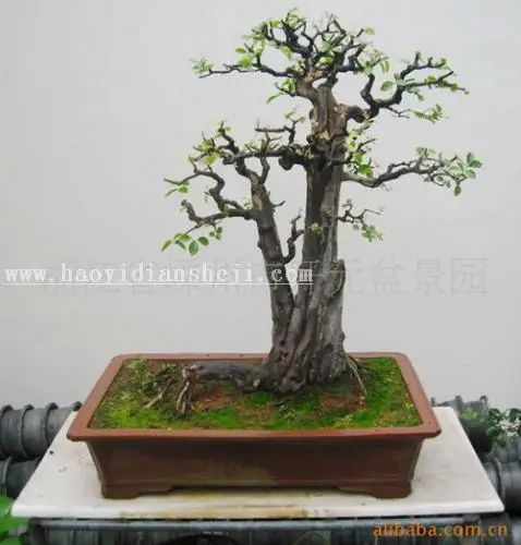场景合成，用PS合成一个梦幻精灵壁纸图案_www.haoyidiansheji.com