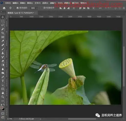 风景后期，调出清新优雅的莲蓬照片_www.haoyidiansheji.com