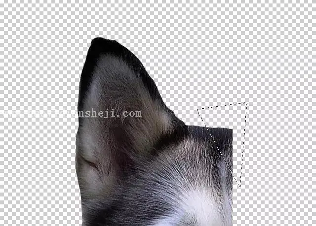 低多边形，通过PS制作低多边形的狗狗图片_www.haoyidiansheji.com