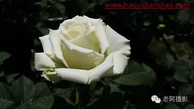 工具运用，通过内容识别修饰花卉拍摄的不足之处_www.haoyidiansheji.com