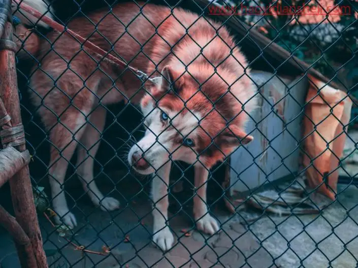 去网纹，快速高效的去除图中挡住动物的铁丝网_www.haoyidiansheji.com