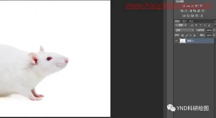 抠动物，快速抠出一只小白鼠_www.haoyidiansheji.com