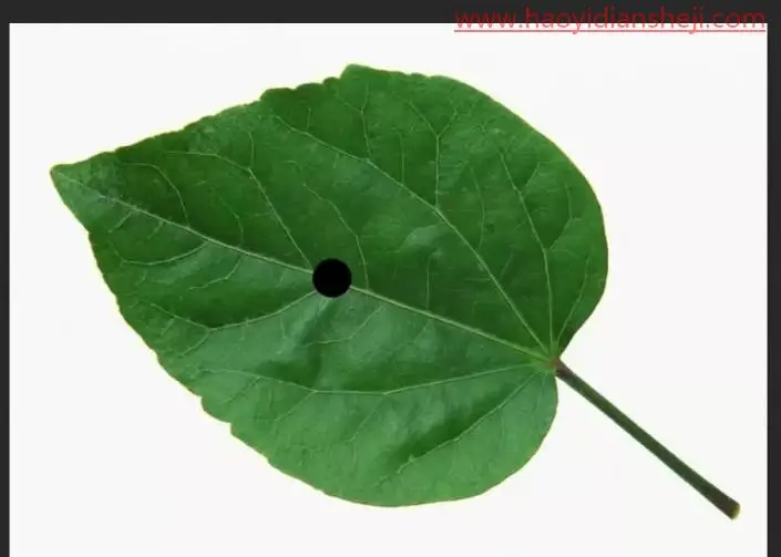 绘制水珠，在PS中绘制逼真的树叶水珠_www.haoyidiansheji.com