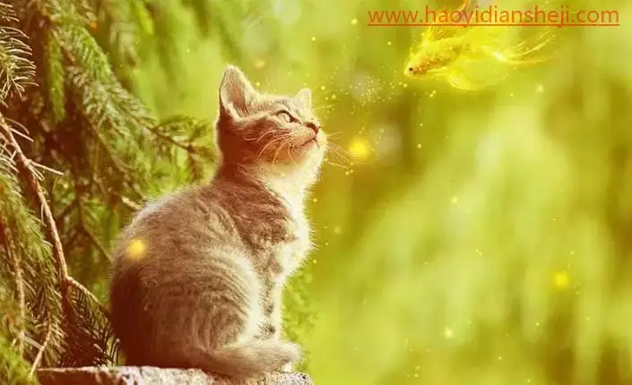 趣味合成，制作小猫与金鱼的趣味场景_www.haoyidiansheji.com