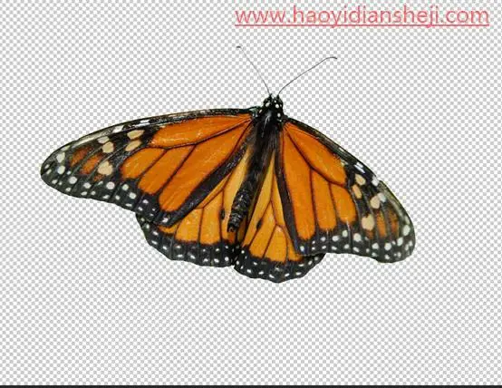 石头效果，用PS制作一枚逼真的蝴蝶化石_www.haoyidiansheji.com