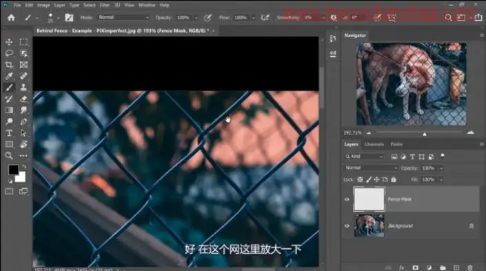 去网纹，快速高效的去除图中挡住动物的铁丝网_www.haoyidiansheji.com