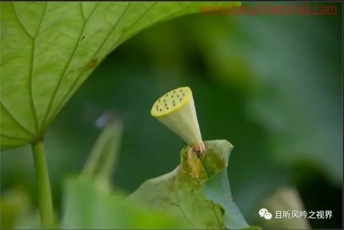 风景后期，调出清新优雅的莲蓬照片_www.haoyidiansheji.com