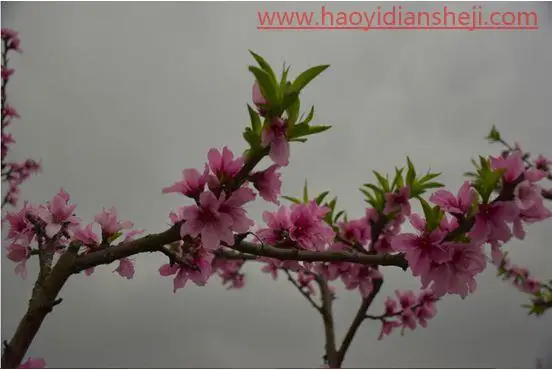 LR静物调色，用PS给静物风景照片调出更加丰富的颜色_www.haoyidiansheji.com