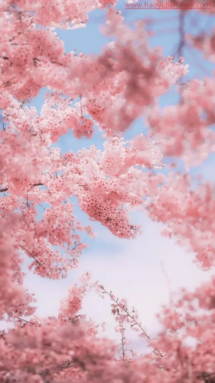 粉色调，调出浪漫的粉色樱花照片_www.haoyidiansheji.com