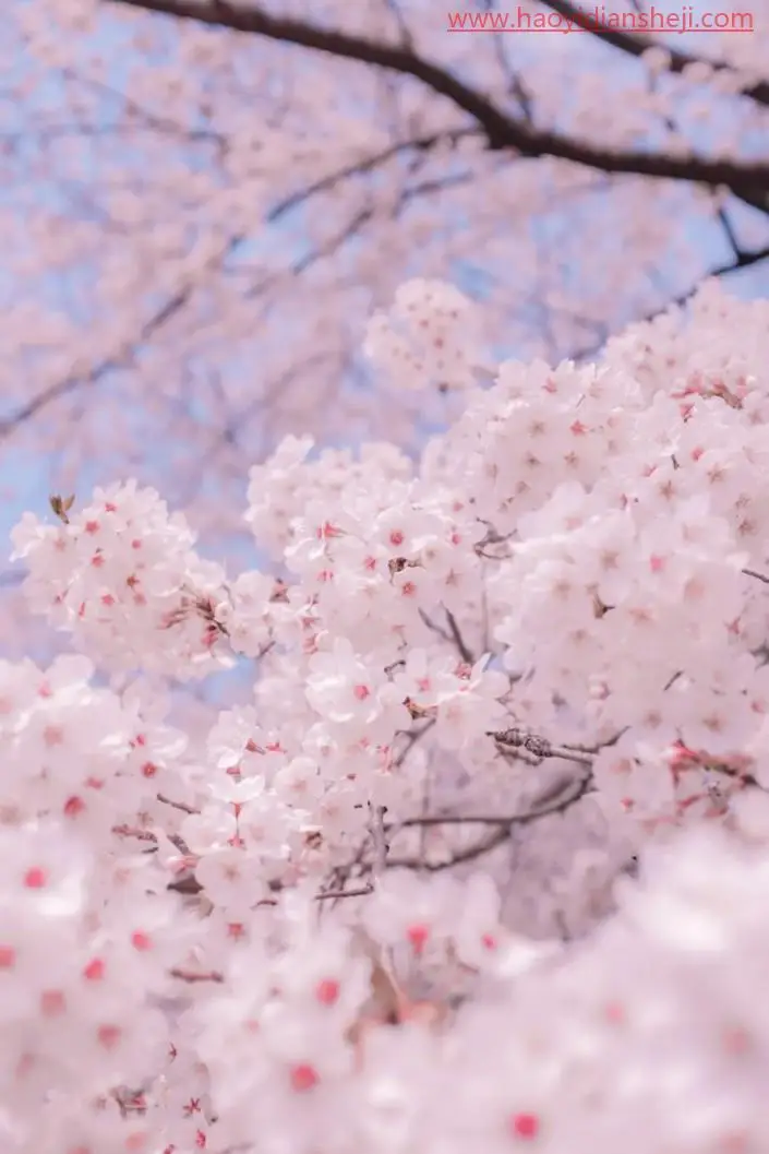 粉色调，调出浪漫的粉色樱花照片_www.haoyidiansheji.com