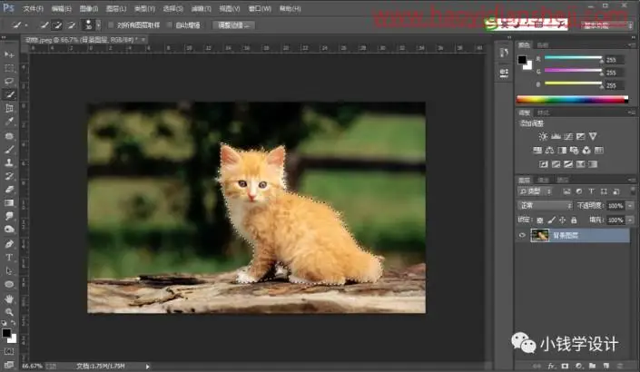 抠动物，快速抠取猫咪的毛发_www.haoyidiansheji.com