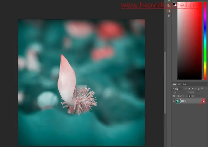 线条边框，给植物制作透明边框_www.haoyidiansheji.com
