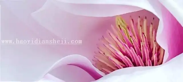 植物调色，调出亮丽色彩的花朵教程_www.haoyidiansheji.com