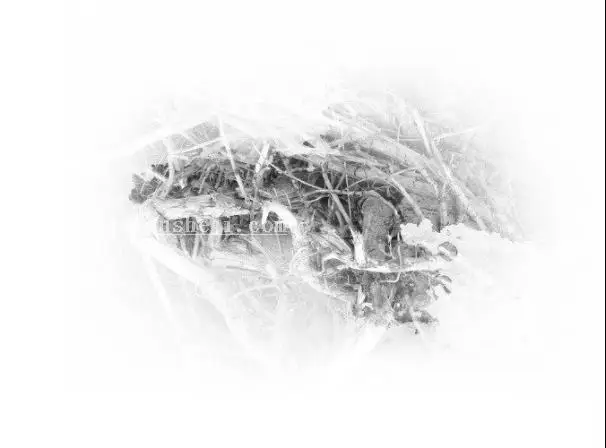 插画制作，在PS中建一个艺术马插画_www.haoyidiansheji.com