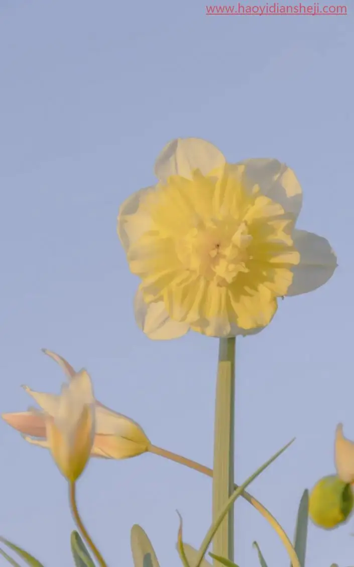 植物调色，调出温柔唯美的郁金香照片_www.haoyidiansheji.com