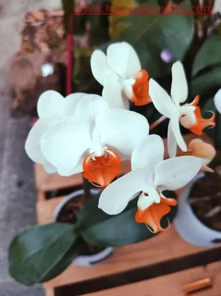 花朵颜色，快速更换花朵颜色_www.haoyidiansheji.com