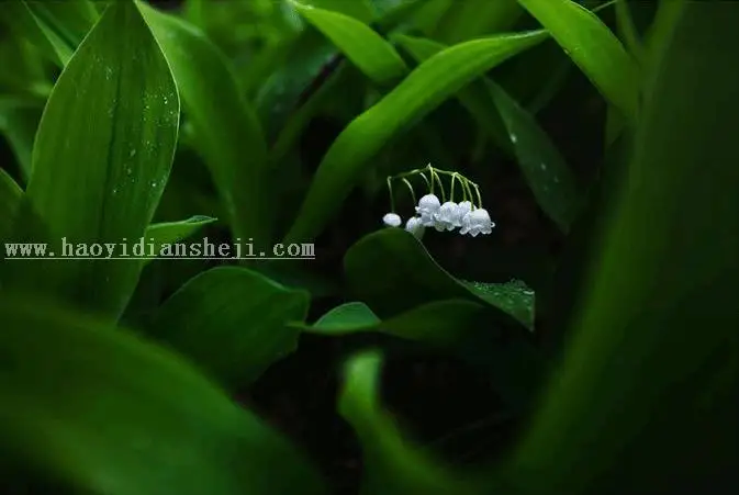 花朵绘制，用PS设计绚丽光影花朵图案_www.haoyidiansheji.com