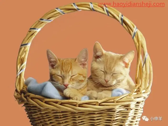 抠动物，用PS抠出边缘复杂篮子中的小猫咪_www.haoyidiansheji.com