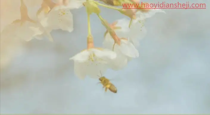 后期调色，通过PS打造莫奈温柔系色调的照片_www.haoyidiansheji.com