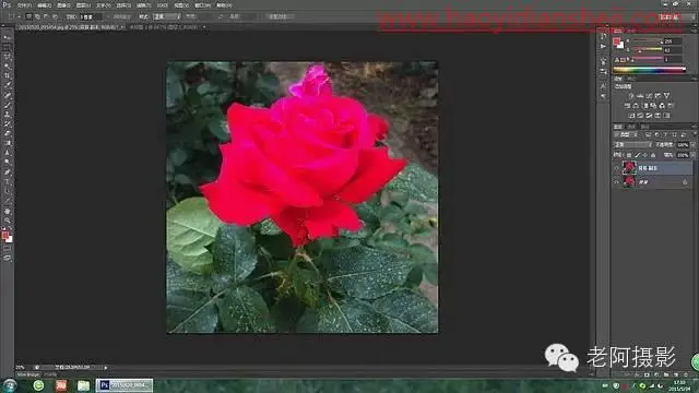 工具运用，用PS给颜色溢出严重的红色月季花校正颜色_www.haoyidiansheji.com