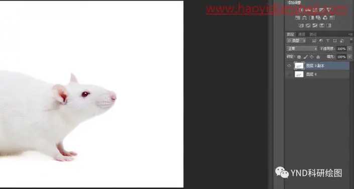 抠动物，快速抠出一只小白鼠_www.haoyidiansheji.com