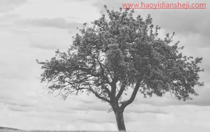 快速抠图，一分钟抠出繁琐的树木枝叶_www.haoyidiansheji.com