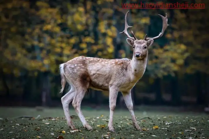 梦幻合成，制作一种林深时见鹿的意境场景_www.haoyidiansheji.com