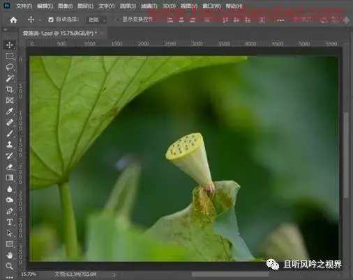风景后期，调出清新优雅的莲蓬照片_www.haoyidiansheji.com