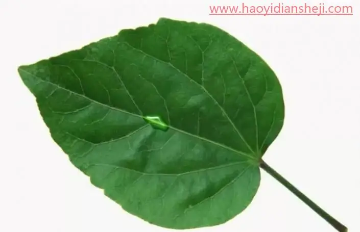 绘制水珠，在PS中绘制逼真的树叶水珠_www.haoyidiansheji.com