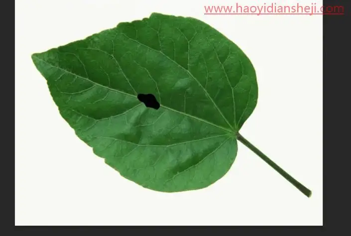 绘制水珠，在PS中绘制逼真的树叶水珠_www.haoyidiansheji.com