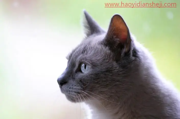 创意合成，在PS中制作长有猫头的猫头鹰_www.haoyidiansheji.com