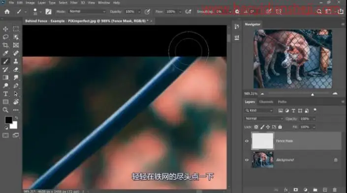去网纹，快速高效的去除图中挡住动物的铁丝网_www.haoyidiansheji.com
