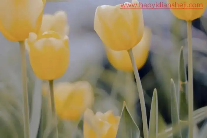 植物调色，调出温柔唯美的郁金香照片_www.haoyidiansheji.com