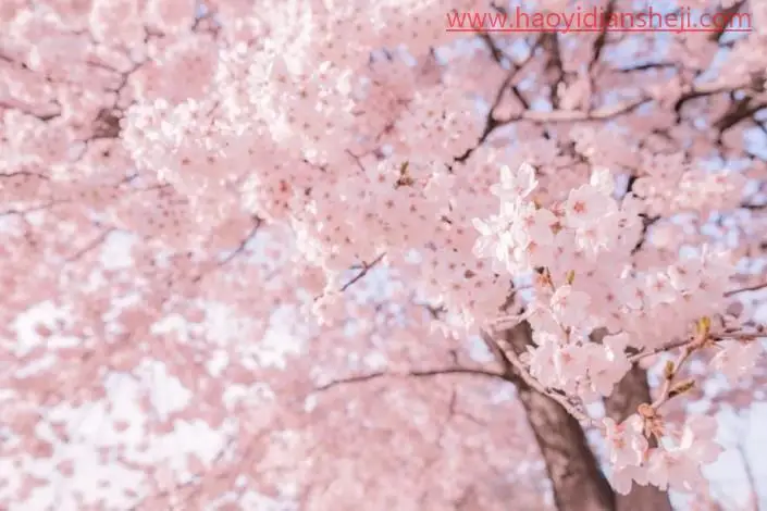 粉色调，调出浪漫的粉色樱花照片_www.haoyidiansheji.com