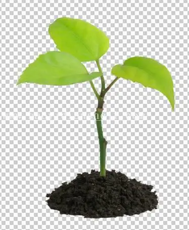 场景合成，通过PS合成一张苹果里面种苹果树的趣味照片_www.haoyidiansheji.com