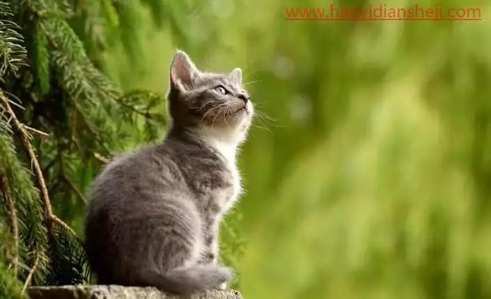 趣味合成，制作小猫与金鱼的趣味场景_www.haoyidiansheji.com