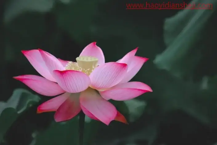 荷花后期，调出高级感的荷花照片_www.haoyidiansheji.com