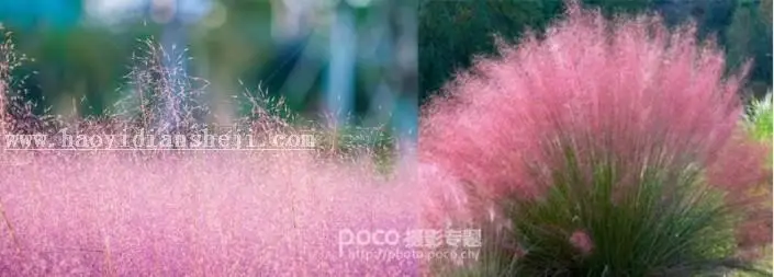 粉色系，用PS把荒草变成粉色梦幻场景_www.haoyidiansheji.com