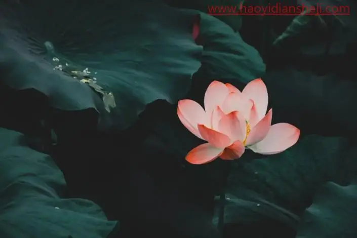 荷花后期，调出高级感的荷花照片_www.haoyidiansheji.com