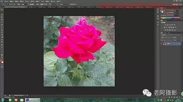 工具运用，用PS给颜色溢出严重的红色月季花校正颜色_www.haoyidiansheji.com