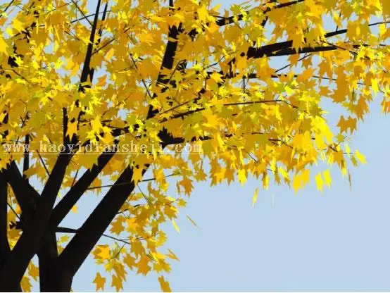 动画教程，秋叶变绿叶的动漫效果_www.haoyidiansheji.com