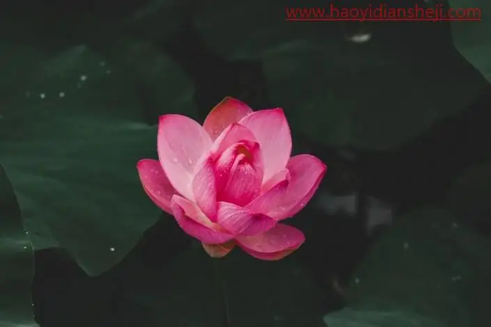 荷花后期，调出高级感的荷花照片_www.haoyidiansheji.com