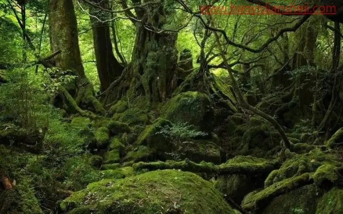出屏效果，绘制霸王龙冲出手机屏幕效果_www.haoyidiansheji.com