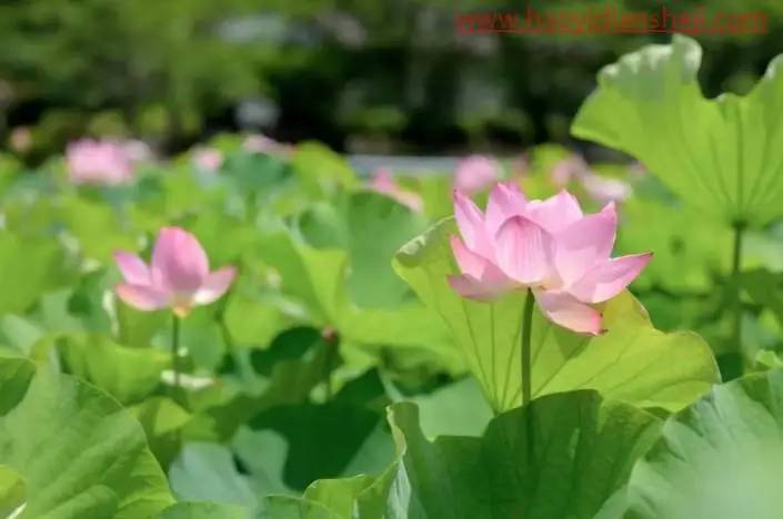 荷花后期，调出高级感的荷花照片_www.haoyidiansheji.com