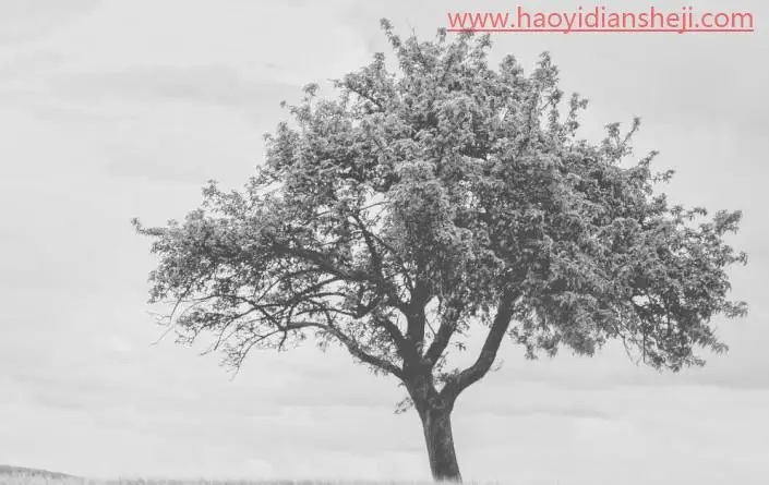 快速抠图，一分钟抠出繁琐的树木枝叶_www.haoyidiansheji.com