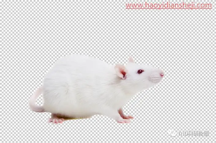 抠动物，快速抠出一只小白鼠_www.haoyidiansheji.com