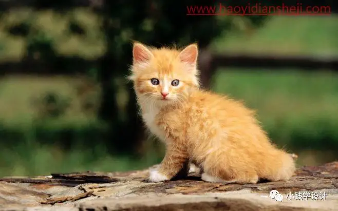 抠动物，快速抠取猫咪的毛发_www.haoyidiansheji.com