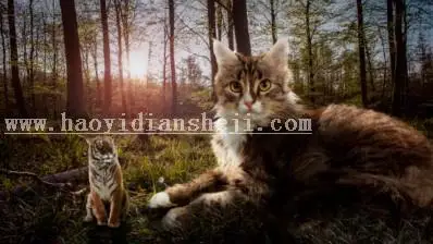 场景合成，合成大猫小老虎奇幻场景_www.haoyidiansheji.com
