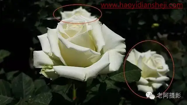 工具运用，通过内容识别修饰花卉拍摄的不足之处_www.haoyidiansheji.com